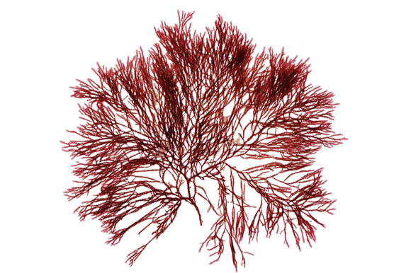 آگار آگار چیست؟