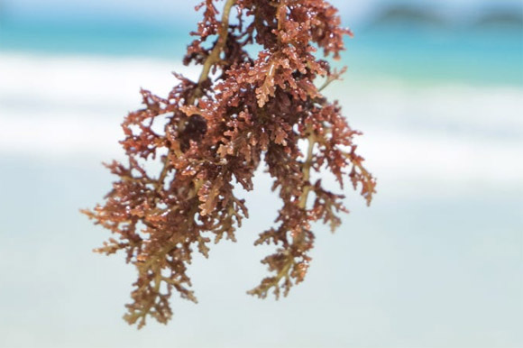 کاراگینان چیست؟